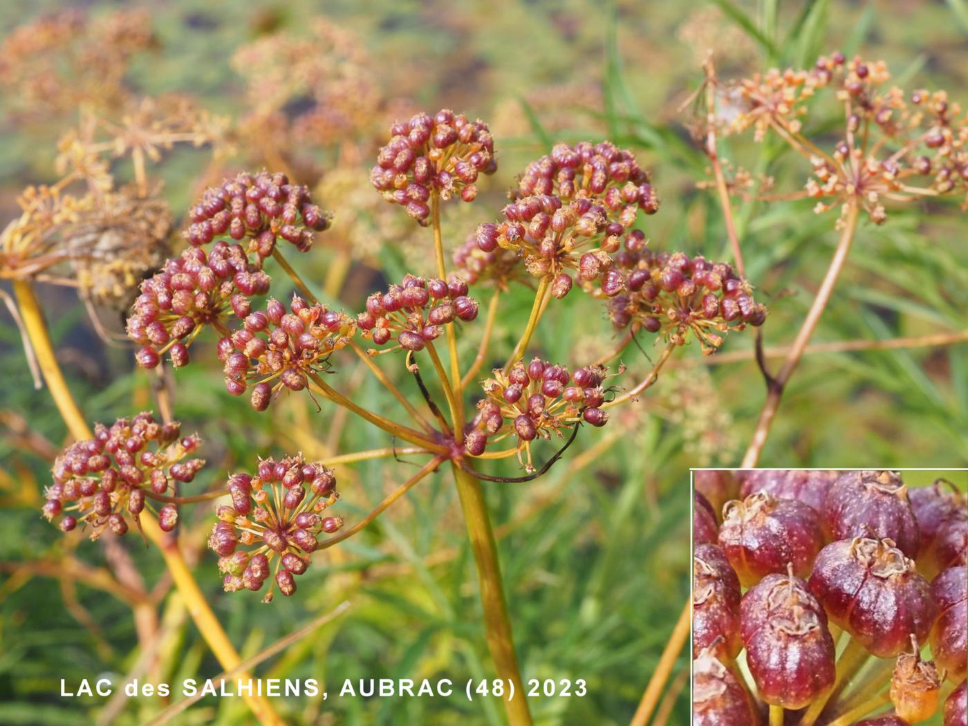 Hemlock, Water fruit